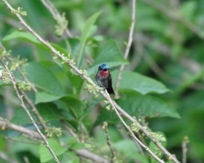 Long-billed Starthroat