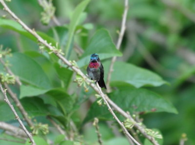 Long-billed Starthroat