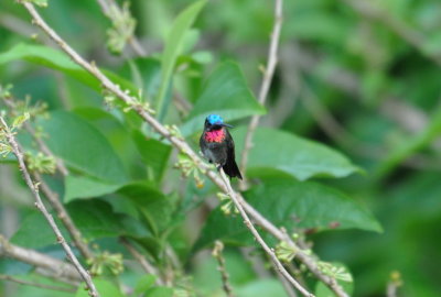Long-billed Starthroat