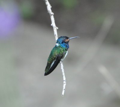 Immature male White-necked Jacobin