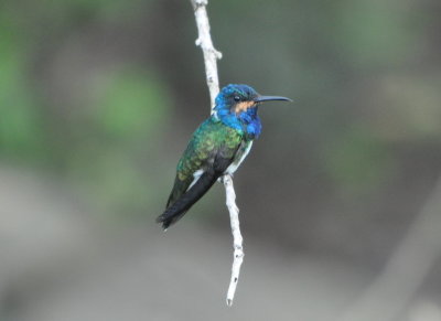 White-necked Jacobin
