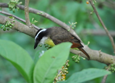 Great Kiskadee