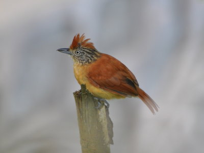Female Barred Antshrike
