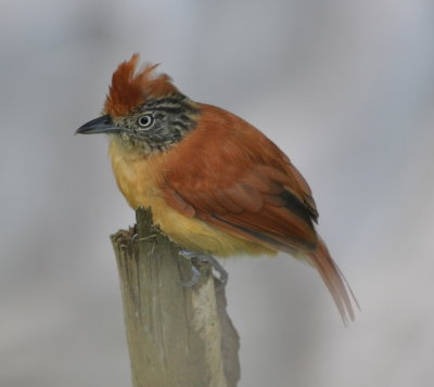 Female Barred Antshrike