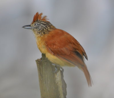DSC_0315b.JPG