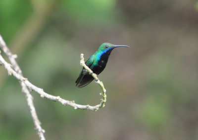 Black-throated Mango