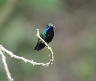 Black-throated Mango