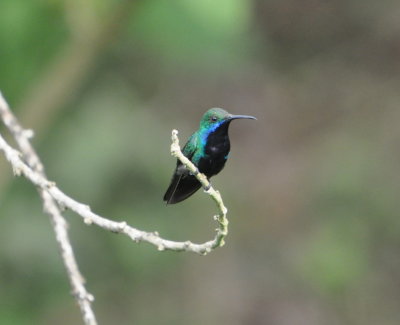 Black-throated Mango