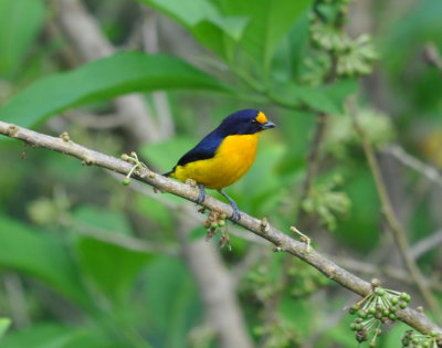 Violaceous Euphonia