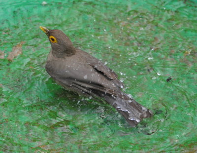 Spectacled Thrush bathing