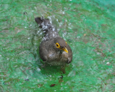 DSC_0362b.JPG