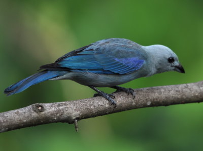 Blue-Gray Tanager
