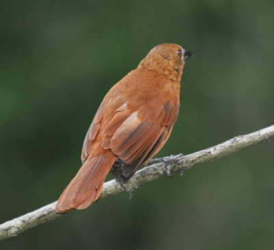 Female White-lined Tanager