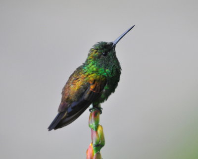 Copper-rumped Hummingbird