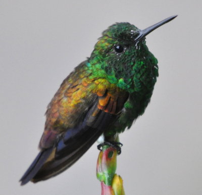 Copper-rumped Hummingbird
