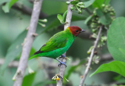 Bay-headed Tanager