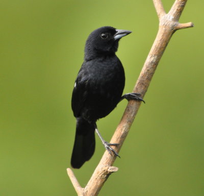 Male White-lined Tanager