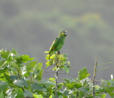 Orange-winged Parrot