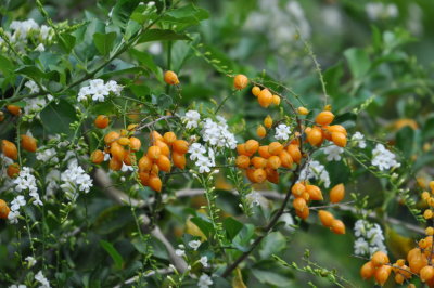 Close-up of flowers