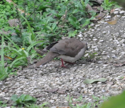 Pale-vented Pigeon?
Gray-fronted Dove?
