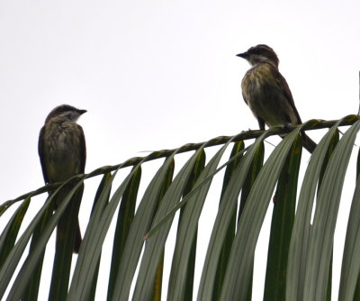 Piratic Flycatchers