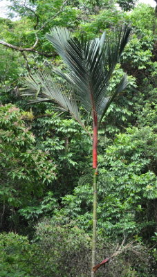 Red and green palm