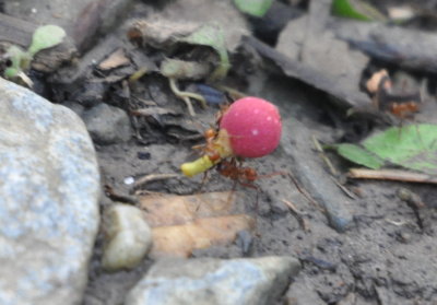 Leaf-cutter Ants
