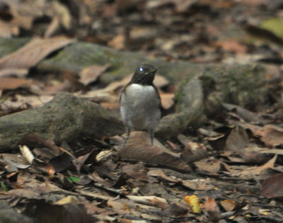 White-necked Thrush
anting on the path