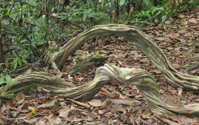 Tangle roots along the path
