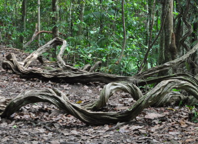 Twisted tree roots