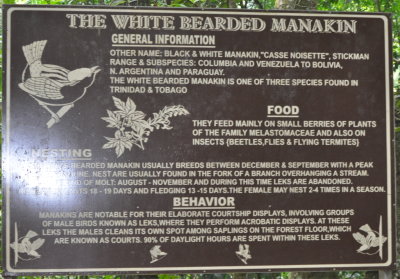 White-bearded Manakin sign
