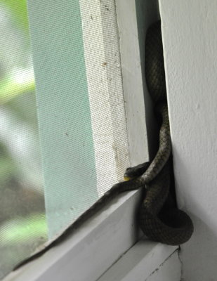Yellow-bellied Snake in one of the guest rooms