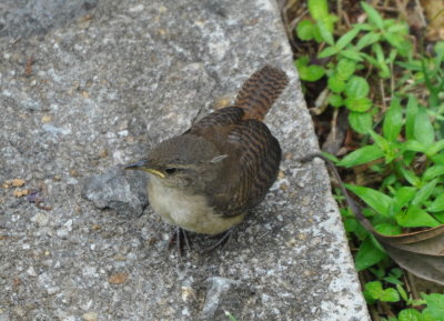 House Wren