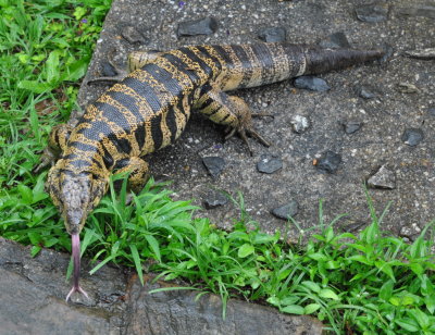 Tiger Lizard