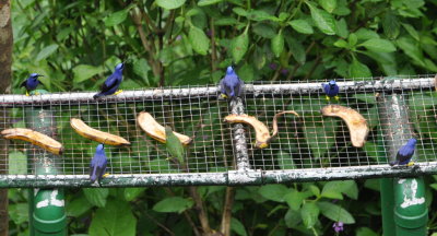 Five male and one female Purple Honeycreepers