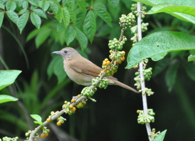 Cocoa Thrush