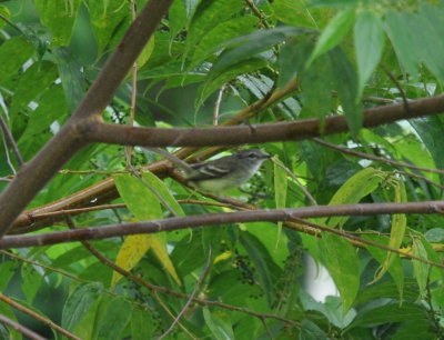 Forest Elaenia