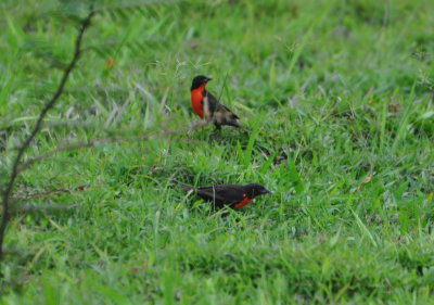 Red-breasted Blackbirds