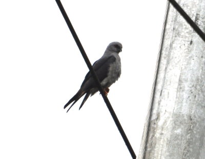 Plumbeous Kite