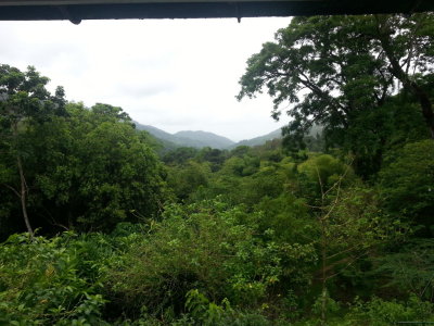 The forest view from Asa Wright Nature Center
Trinidad