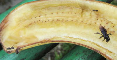 Insects on a banana on a bird feeder
at Asa Wright Nature Center