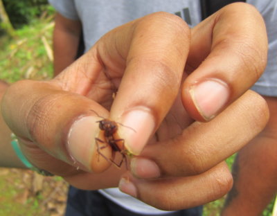 Leaf-cutter guard ant--big with big pincers