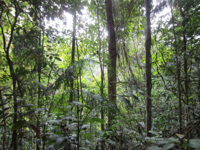 Forest in Trinidad