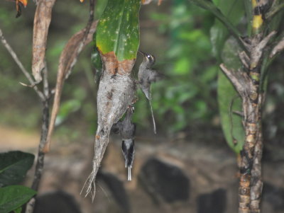 Green Hermit hummingbirds at their nest