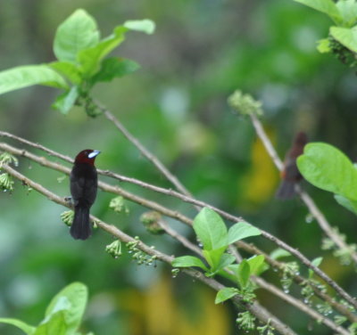 White-lined Tanager