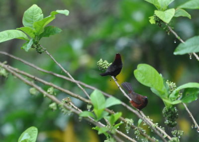 Male and female Silver-beaked Tanagers