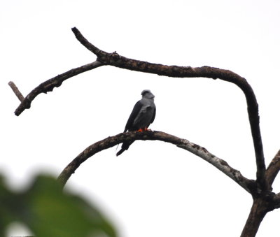 Plumbeous Kite