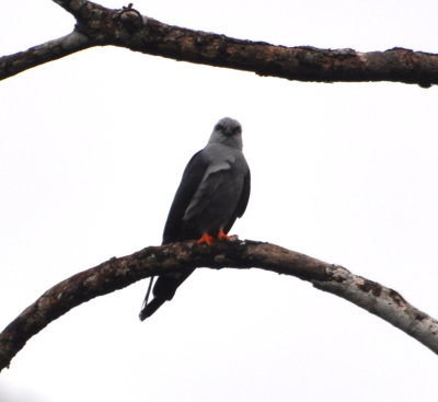 Plumbeous Kite