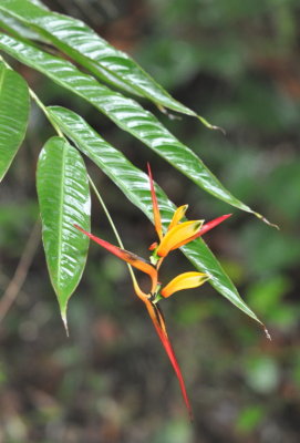 Heliconia