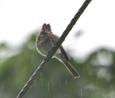 White-necked Thrush